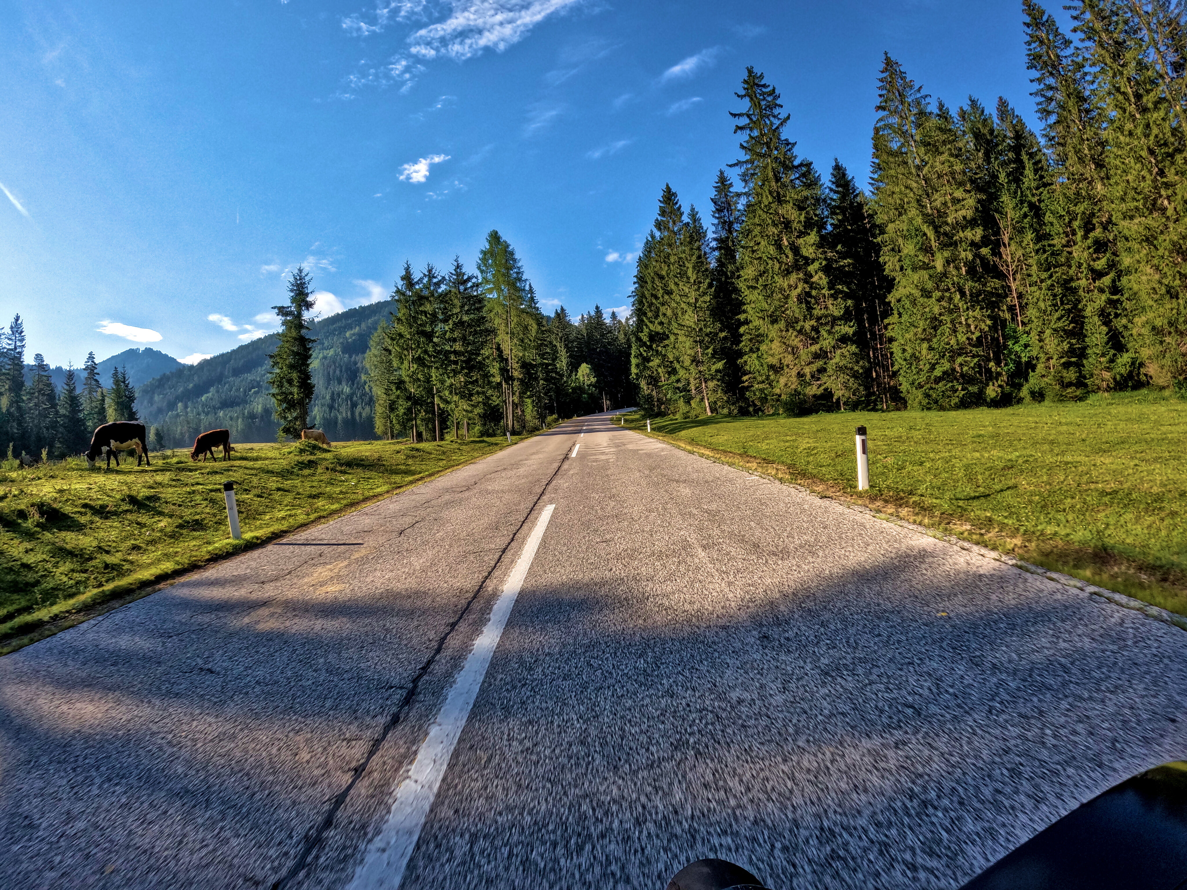 Vorbei an grasenden Kühen