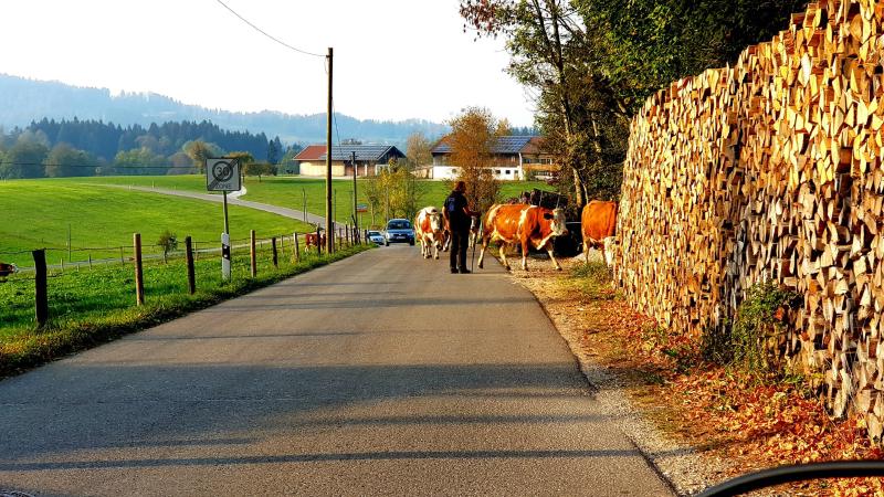 Featured image of post Kuhpause