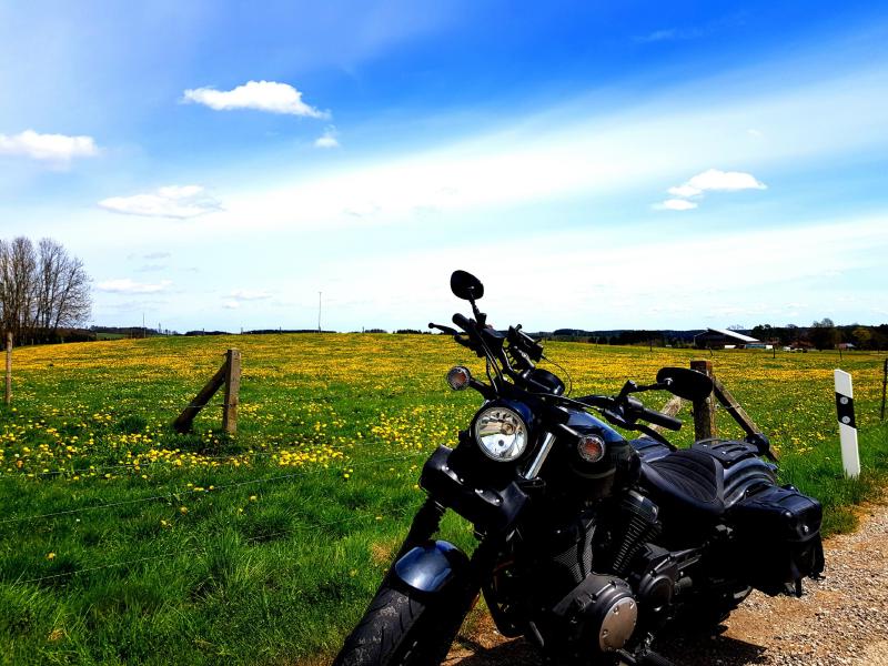 Featured image of post Löwenzahn